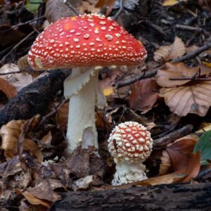 Buy Amanita Muscaria Online